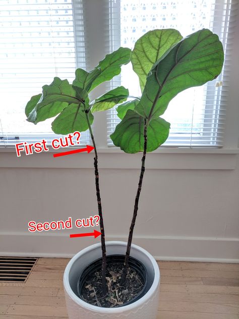 Pruning Fiddle Leaf Fig Tree, How To Care For Fig Leaf Plant, Propagate Fiddle Leaf Fig, Caring For Fiddle Leaf Fig, Fiddle Leaf Fig Soil Mixture, Fiddle Fig, Ficus Lyrata, Fiddle Leaf, Fiddle Leaf Fig