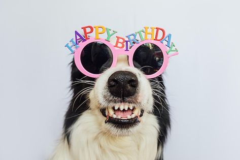 Happy birthday party concept funny cute ... | Premium Photo #Freepik #photo #dog-birthday #dog-party #dog-portrait #pup Happy Birthday Funny Dog, Dog Border Collie, Party Concept, Happy Birthday Dog, Silly Hats, Dog Movies, Cute Dog Photos, Dog Birthday Party, Dog Party