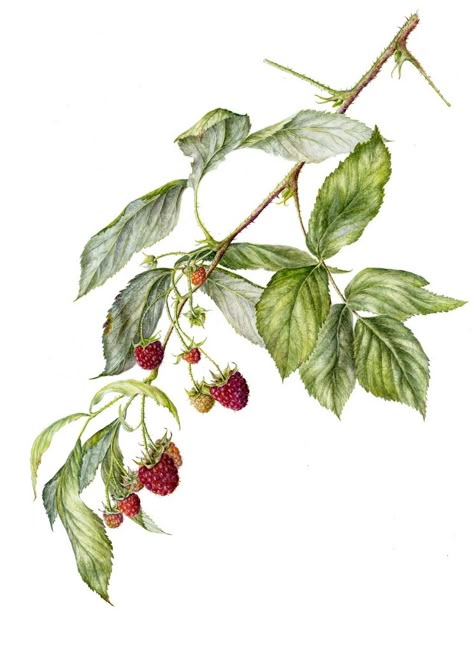 Raspberries (late fruiting variety) Marianne Grundy Raspberry Botanical Illustration, Raspberry Drawing, Raspberry Plants, Botanical Sketchbook, Raspberry Ripple, Botanical Drawing, Illustration Botanique, Botanical Tattoo, Wildlife Artists