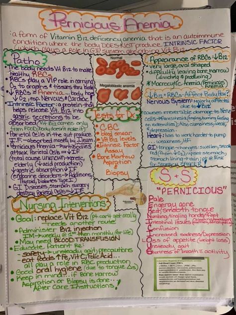 What is pernicious Anemia? What’s the patho behind it? What are the signs and symptoms? What are the nursing interventions and treatments? It’s all here on one sheet! Hematology Nursing Cheat Sheets, Hematology Notes, Hematology Nursing, Pharmacy School Study, Lpn School, Med Surge, Nursing Interventions, Nursing Study Tips, Nursing Cheat Sheet