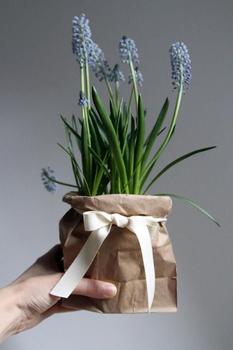 dressing up a plastic pot with a brown paper bag, gardenista Outdoor Wedding Centerpieces, Christmas Plants Gifts, Gloves Diy, Paper Bag Crafts, Christmas Plants, Fleurs Diy, Plant Projects, Presentation Ideas, Diy Holiday Gifts