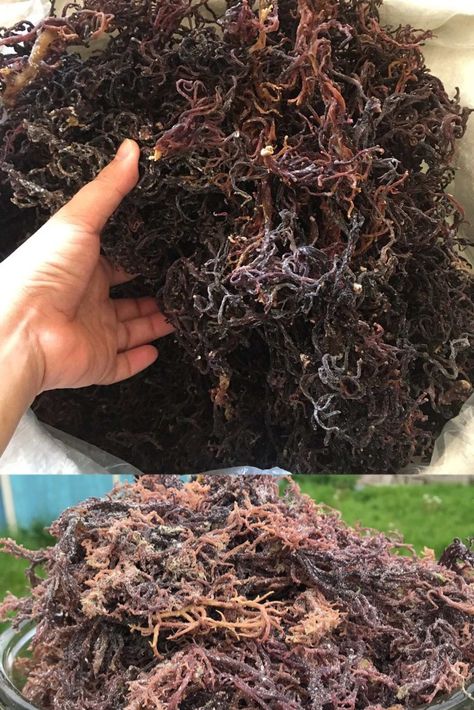 Dried eucheuma cottonii Origin :Vietnam. - Moisture : 35% max - Impurities: 3% max - Type: dried seaweed - Color: Natural gold/ white / gold / purple. - Quality: As export stardard, - No impurities, No SO2, no CO2,...No preservative substance,... - Shelf life : 12 months - Use: foods, carrageenan,... Dried Seaweed, Irish Sea Moss, Purple Sea, Irish Moss, Irish Sea, Sea Moss, Natural Gold, Shelf Life, Jewellery Making