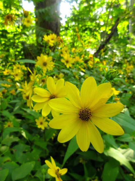 Woodland Sunflower — Wild Plant Culture Keystone Plants, Native Backyard, Woodland Sunflower, Jordan Landscape, Giant Leopard Moth, Leopard Moth, Perennial Sunflower, Hedge Plants, Plants Landscape