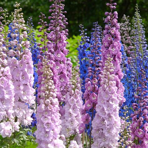 July Birth Flowers, Larkspur And Water Lily, White Larkspur, July Birth Flower, Larkspur Flower, Flower Guide, Flower Vase Arrangements, Flower Meanings, Plant Tags