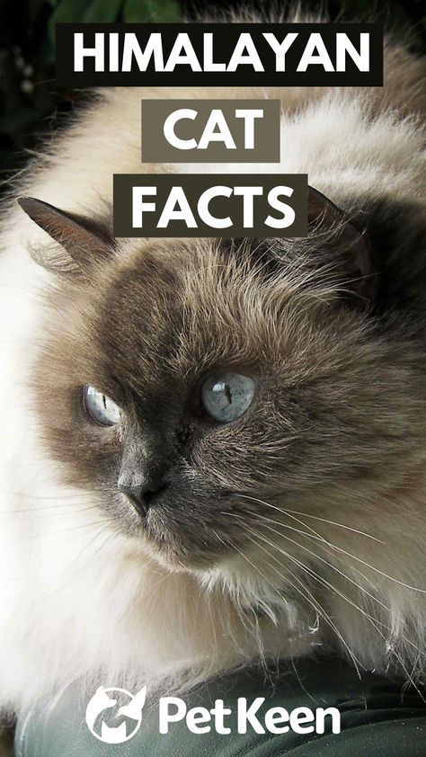 Here are some of the most interesting facts about Himalayan cats. Brown Himalayan Cat, Persian Himalayan Cat, Himalayan Cat Kitten, Himalayan Persian Cats, Himalayan Kittens For Sale, Himalayan Cats, Himalayan Kitten, Himalayan Cat, Cats Rule