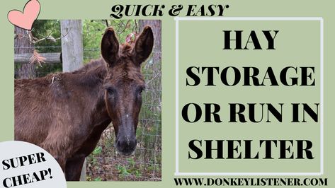 This easy and cheap carport from Harbor Freight is perfect for a run in shelter or hay storage! I'm using it to store my donkeys carts! Check out how easy it is and the tools you will need Horse Run In Shelter, Cheap Carports, Safe Ideas, Donkey Cart, Homesteading Life, Hay Storage, Harbor Freight, Donkeys, Shelter Dogs