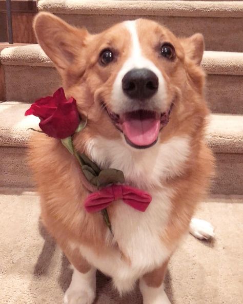 Sploot The Corgi on Instagram: “Hi sir, I’m here to take your daughter on a date 🌹❤️” Happy Love Day, Corgi Dogs, Love Day, Roses Are Red, Love Days, Love Kiss, Corgi Dog, Happy Love, Happy Valentines