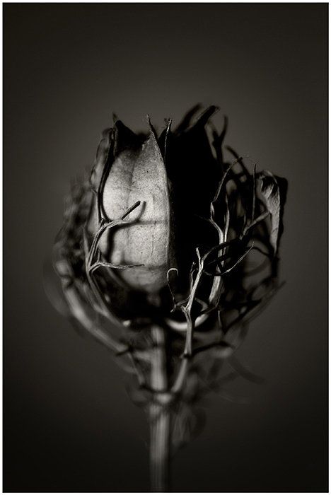 whereyouleastexpectit:  Still Life Photography by Malgorzata Krawczyk - Follow us on www.reflex-mania.com Dark Power, Dark Matter, Photo Images, Dark Beauty, White Photo, A Rose, Still Life Photography, Black Is Beautiful, Black Aesthetic