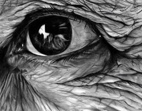 Wrinkles Art, Eyes Draw, Dark Artist, Drawing Basics, Advanced Higher Art, Eye Drawings, Grace Art, Art Alevel, Art 2024