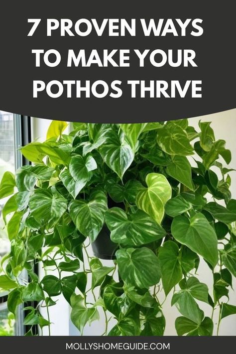 Discover the secrets to growing fuller pothos plants with these expert tips and tricks. Whether you're a beginner or seasoned gardener, learn how to care for your pothos and encourage lush, thriving growth. From proper lighting and watering techniques to fertilizing and pruning strategies, this guide covers everything you need to know about cultivating beautiful, vibrant pothos plants in your home or garden. How To Take Care Of A Pothos Plant, Propagate Golden Pothos, Caring For Pothos Plant, Pathos In Bathroom, Pothos Indoor Ideas, Large Pothos Indoor, Pothos Plant Care Tips, Pothos Plant Ideas, Indoor Pothos Plants