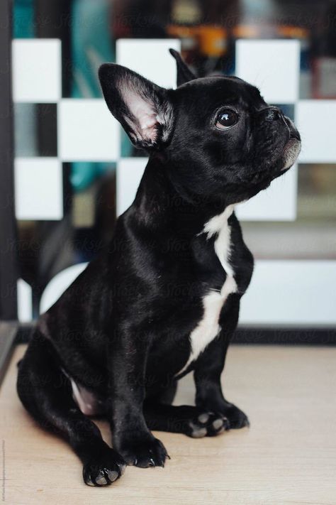 Black French Bulldog, Baby French Bulldog, Black French Bulldogs, Beautiful Puppies, Bulldog Francese, Bulldog Breeds, Francia Bulldog, Frenchie Puppy, Cute French Bulldog