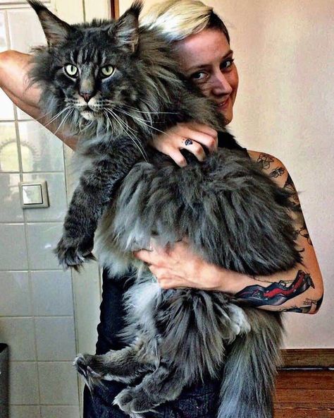 Super-Sized Maine Coon Cats That Will Make Your Kitty Look Tiny Söpö Kissa, Cele Mai Drăguțe Animale, Forest Cat, Norwegian Forest Cat, Domestic Cat, Beautiful Cat, Pretty Cats, Maine Coon, Beautiful Cats