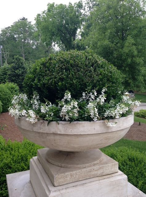 Home Hydrangea Trees, White Allium, American Boxwood, Pot Arrangements, Boxwood Landscaping, Outdoor Urns, Affordable Backyard Ideas, Boxwood Garden, Luxury Landscaping