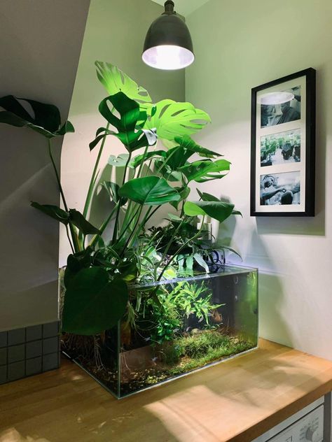 Hydroponic Fish Tank, Terrarium Tank, Fish Aquarium Decorations, Fish Tank Terrarium, Cool Fish Tanks, Aquascape Design, Fish Tank Design, Indoor Water Garden, Beautiful Terrariums