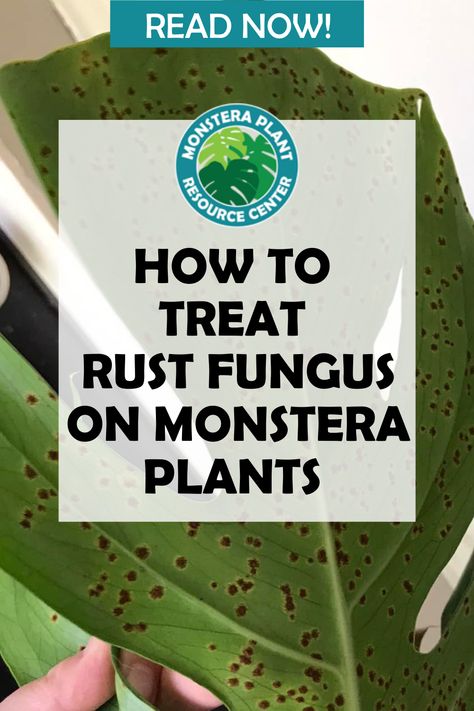 Rust fungus on Monstera plants is a common problem for gardeners and plant lovers alike. This nasty fungus, caused by environmental stressors or other factors, can cause discoloration of leaves and halting of growth. But don’t worry—there are ways to combat rust fungus and keep your Monstera healthy! Tech Theatre, Houseplant Tips, Monstera Plant Care, Audrey 2, How To Get Rid Of Gnats, Monstera Plants, Plant Fungus, How To Clean Rust, Powdery Mildew