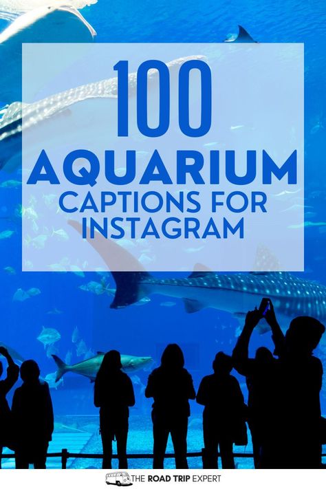 Aquarium captions for Instagram Aquarium Story Insta, Captions For Aquarium Pictures, Aquarium Instagram Caption, Aquarium Quotes Instagram, Fish Captions Instagram, Aquarium Captions Instagram, Aquarium Captions, Fish Captions, Aquarium Quotes