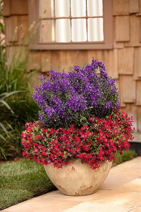 Container garden Dark Violet, Border Plants, Proven Winners, Container Garden, Container Flowers, Landscaping Plants, Plant Needs, Autumn Garden, Photo Library