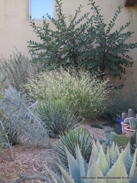 Bouteloua gracilis 'Blonde Ambition' P ... Winter Urns, Blonde Ambition, California Native Plants, Cool Plants, Front Garden, Native Plants, Garden Projects, Nursery, Blonde