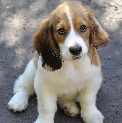 14 Gorgeous Basset Hound Mix Breeds | The Paws Beagle Mixed Breeds, Basset Hound Mix Breeds, Miniature Basset Hound, Baby Basset Hound, Beagle Mix Puppies, Beagle Hound, Basset Hound Mix, Cocker Spaniel Mix, Basset Hound Beagle