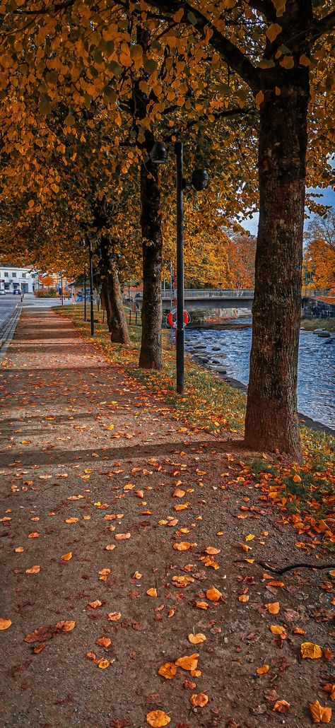 The most beautiful aesthetic leaves falling in Sweden, Uddevalla riverside Autumn In Sweden, Sweden Aesthetic, Aesthetic Leaves, Leaves Falling, Fall Yall, Beautiful Aesthetic, Best Seasons, Autumn Aesthetic, Small Town