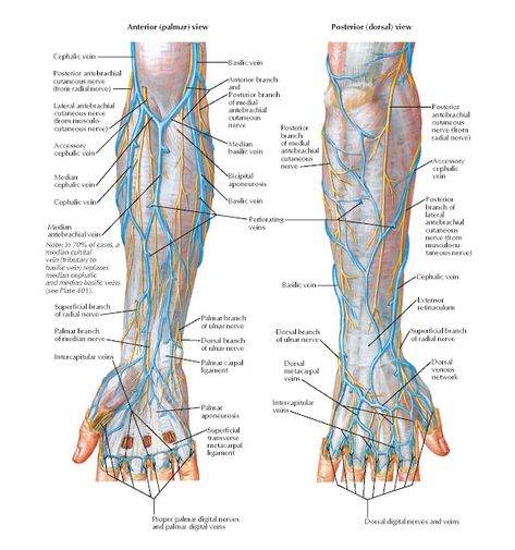 Cutaneous Nerves and Superficial Veins of Forearm and Hand Anatomy   Anterior (palmar) view Posterior (dorsal) view, Cephalic vein, Poste... Veins Of Upper Limb, Veins Anatomy Drawing, Forearm Anatomy, Limb Anatomy, Human Anatomy Picture, Upper Limb Anatomy, Arm Veins, Anatomy Skeleton, Veiny Hands