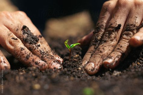 Woman's hands planting small vegetable in the garden. by BONNINSTUDIO Healthy Garden, Planting Seeds, Herb Garden, Farm Life, Organic Gardening, Garden Beds, Secret Garden, Two Hands, Vegetable Garden