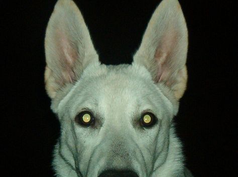 Thought Control, Dog Motif, Scary Dogs, Bad Dog, Dog Teeth, Silly Animals, Akita, Mans Best Friend, Animal Photography