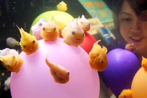 Balloon Lumpfish Lump Fish, Funky Creatures, Cool Fish, Cute Fish, Happy Things, Silly Animals, Marine Biology, Kawaii Food, Cute Wild Animals