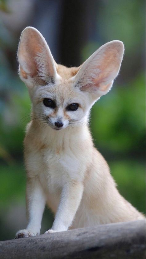 Fennick Fox Baby, Fox Meme, Fox Fursona, Fennec Fox Pet, Cutest Animals In The World, Fox Memes, Fav Animal, Fluffy Things, Tattoo Nature