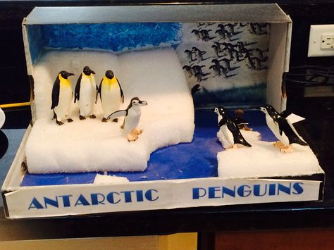 Antarctica diorama 2013 Penguin Diorama, Penguin Habitat, Habitat Project, Penguins Project, Habitats Projects, Arctic Explorers, Diorama Ideas, Polar Animals, Counting Sheep