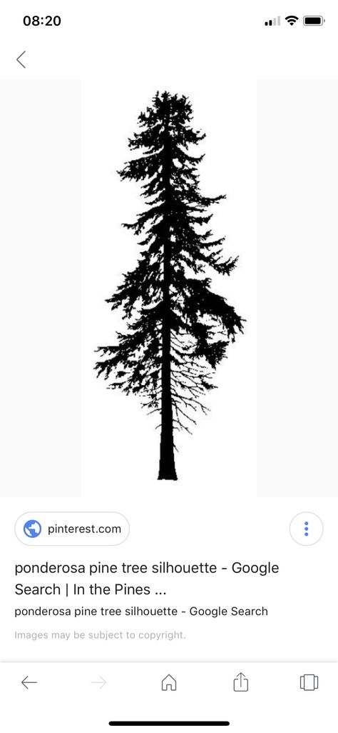 Ponderosa pine Stone Pine Tree Tattoo, Minnesota Pine Tree Tattoo, Ponderosa Pine Tattoo, Bristlecone Pine Tattoo, Pine Tree Silhouette Tattoo, Ponderosa Pine Drawing, Pine Tattoo, Tattoo Tree, Pine Tree Silhouette