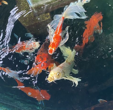 Koi Fish Pfp, Fish Pfp, Everybody Leaves, Coy Fish, Koi Art, Japan Aesthetic, Cute Images, Art Block, Pretty Places