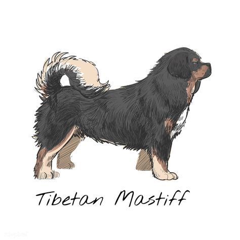 Illustration drawing style of dog | premium image by rawpixel.com Mastiff Drawing, Red Tibetan Mastiff, Tibetan Dog, Tibetan Mastiff Puppy, Tibetan Mastiff Dog, Chow Chow Dogs, Tibetan Mastiff, Free Vector Illustration, Drawing Style