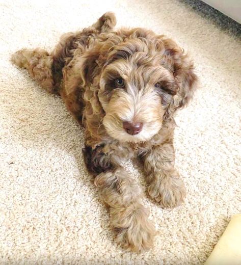 Merle Goldendoodle Puppy, Chocolate Merle Goldendoodle, Mini Aussiedoodle Haircut Styles, Merle Labradoodle, Merle Goldendoodle, Doodles Puppies, Miniature Labradoodle, Labradoodle Breeders, Labradoodle Miniature