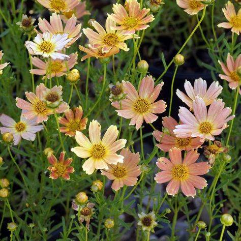 Coreopsis 'Novcorcar' (Creme Caramel) - Midwest Groundcovers, LLC Midwest Gardening, Coreopsis Flower, Midwest Garden, Deer Resistant Plants, Perennial Flowers, Herbaceous Border, Creme Caramel, Shade Perennials, Copper Brown