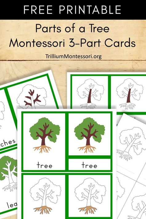 Free printable: parts of a tree Montessori 3 Part Cards Montessori Lesson Plans Template, Montessori Printables Free, Parts Of A Tree, Montessori Lesson Plans, Natural Learning, Montessori Cards, Montessori Printables, Montessori Lessons, Tree Study