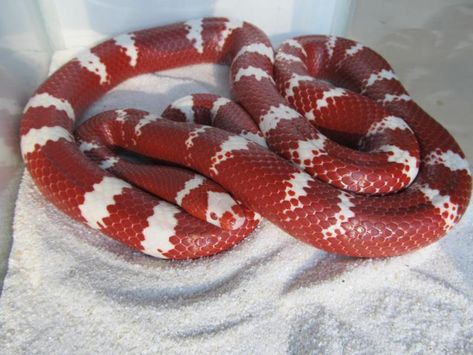 Honduran Milk Snake, Snake Morphs, Milk Snake, Reptiles, Cute Animals, Milk, Coral, Animals, Quick Saves