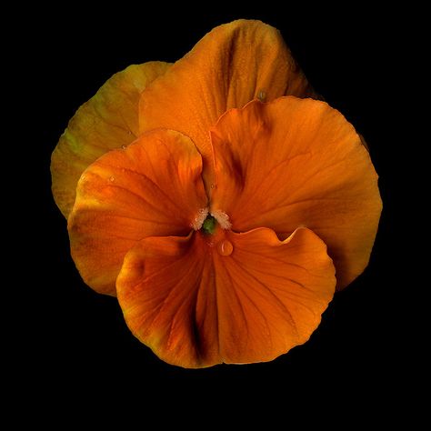 Fleur Orange, Flower Icons, Nothing But Flowers, Flower Therapy, Orange Flowers, Pansies, My Flower, Pretty Flowers, Black Backgrounds