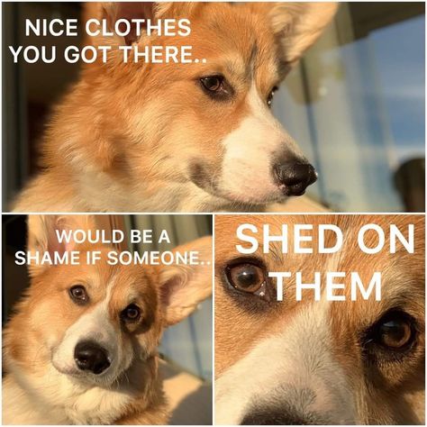 Every day! Corgi Owner, Corgi Art, Corgi Mix, Corgi Pembroke, Corgi Funny, Corgi Butts, And So It Begins, Funny Dog Memes, Cute Corgi