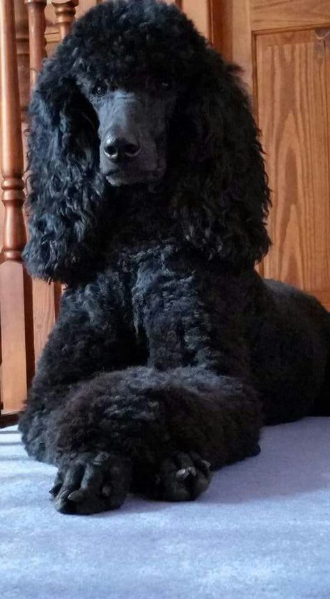 Eden 2.5 years Poodles Standard, Poodle Doodles, Poodle Haircuts, Husky Corgi, Bear Dogs, Dogs Ideas, Black Standard Poodle, Puppies Black, Dogs Tips