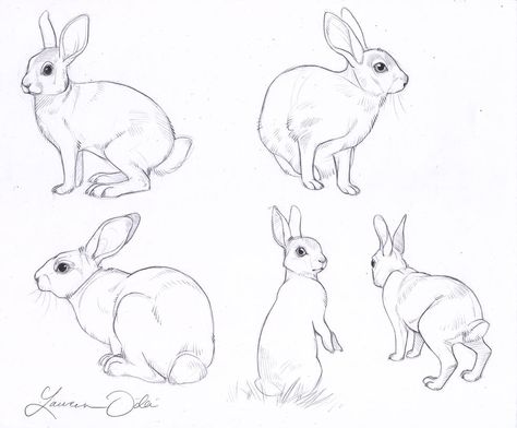 Wild Rabbit Study by DaffoDille Wild Rabbit Drawing, Rabbit Sketches, Drawing Rabbits, Rabbit Sketch, Bunny Sketches, Rabbit Drawing, Wild Rabbit, Rabbit Illustration, Bunny Drawing