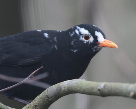 Leucistic common blackbird ♂ looks like my Burtie Common Blackbird, Nikko, Blackbird, Blue Jay, Black Bird, Pigeon, Feathers, Birds, Animals