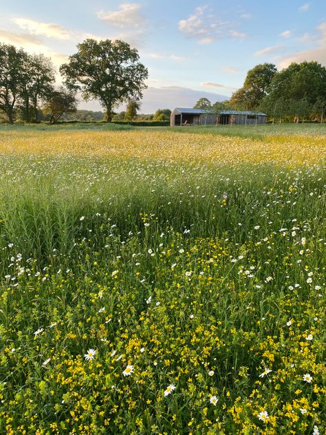 Yellow Meadow, Music Aesthetics, Grassy Meadow, Pretty Paintings, English Landscape, Small Yellow Flowers, Paint Inspo, Green Meadow, Yellow Wildflowers