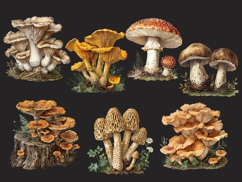 Biology Illustration, Mushroom Png, Mushroom Poster, Vintage Mushroom, Header Image, Vintage Illustration, Art Digital, Art Images, Sketch Book