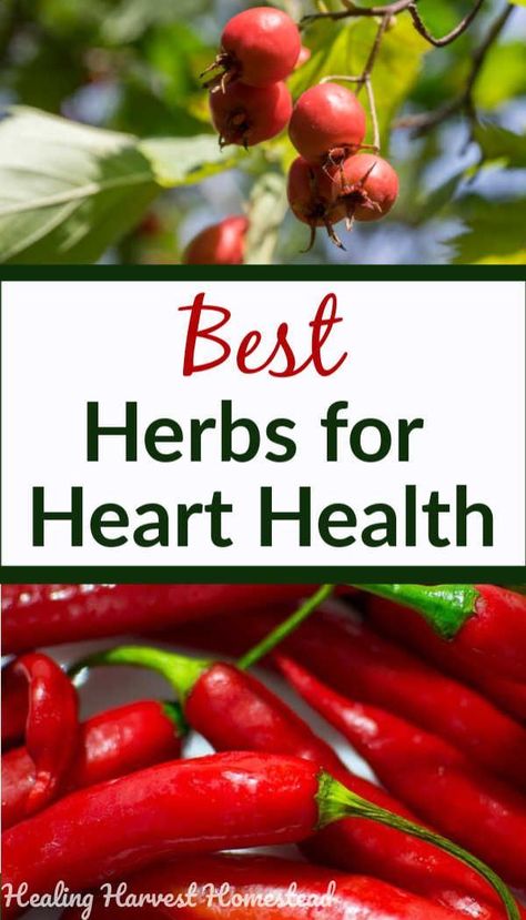 The BEST herbs and remedies to support your heart health are easy to find and use. Learn what these herbs are and their benefits and uses. Safe, effective use of natural herbs is vital for your cardiovascular system #heart #health #herbs #diet #remedy #supplement #wellness Heart Care, Herbs For Health, Natural Cough Remedies, Healthy Eating Habits, Natural Herbs, Natural Home Remedies, Medicinal Herbs, Heart Health, Healthy Living Tips