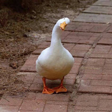 Aflac duck. What you looking at face. Breaking News, White