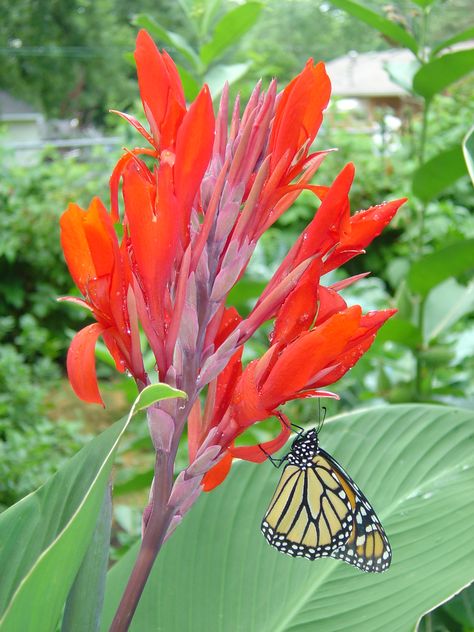 A monarch rests on red canna edulis flowers. Flower Power, Red, Flowers, Plants