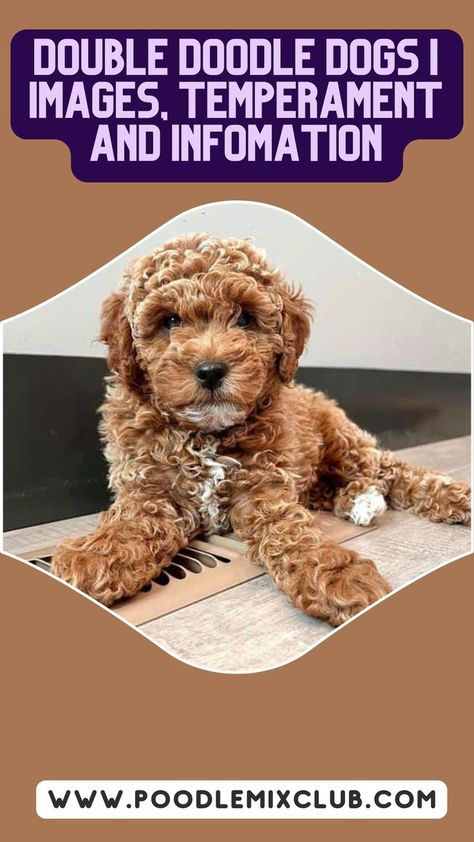 Double-Doodle-Dogs Double Doodle Dog, Poodle Mix Breeds, Double Doodle, Dogs Images, Doodle Dogs, Dog Facts, Doodle Dog, Purebred Dogs, Poodle Mix