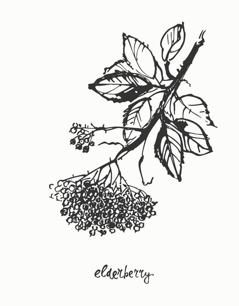 #Elderberry #branch, #ink #botanical illustration, poster and wall art, #nature drawing. Elderberry Flower Tattoo, Elderberry Tattoo, Art Nature Drawing, Python Tattoo, Elderberry Tree, Sorry Mom Tattoo, Botanical Calendar, Nature Journals, Illustration Example