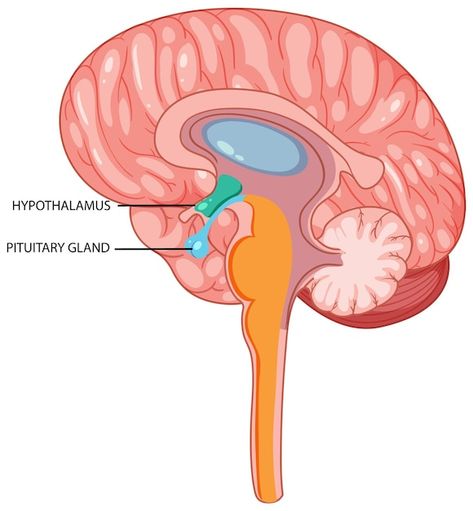 Hypothalamus And Pituitary Gland, Brain Models, Basic Anatomy And Physiology, Pituitary Gland, Cartoon Svg, Pineal Gland, Diagram Design, Drawing Cartoon, Cartoon Drawing